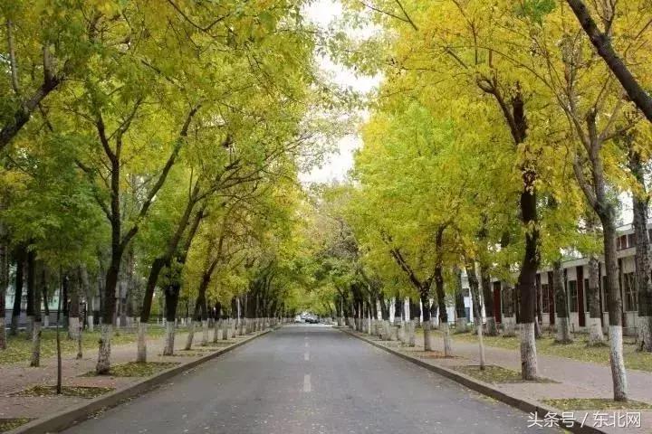 哈尔滨高校打卡,哈尔滨的风向标著名打卡地