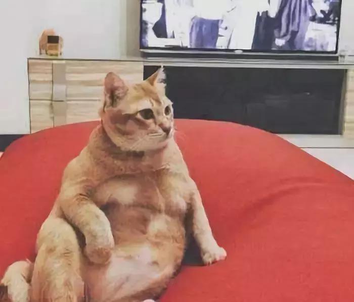 橘猫为什么容易养胖,橘猫如何不养胖
