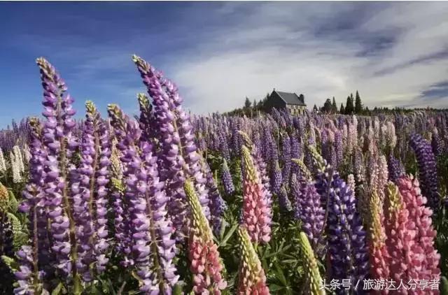 新西兰最后一块净土在哪里,新西兰皇后镇最后一个净土