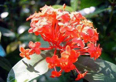 各国花图片,各国花大全