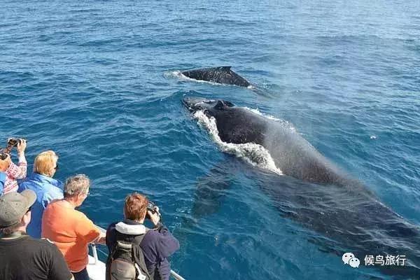 出海看到蓝鲸的感受是什么,当你下海看见一只虎鲸感觉是什么