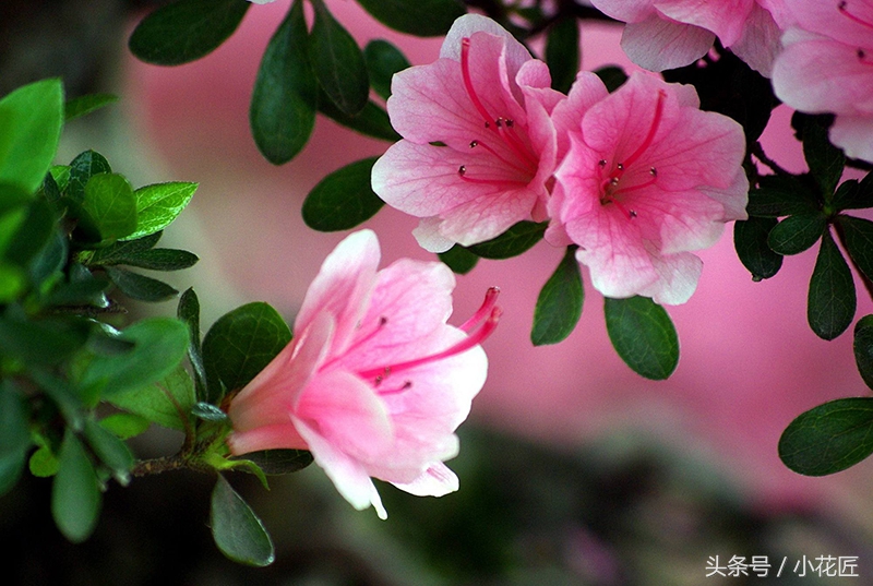 北方杜鹃花土壤配制方法,杜鹃花好养活吗北方