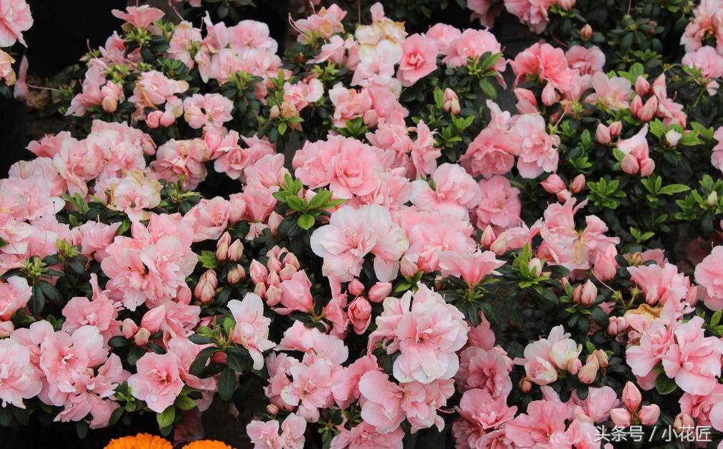 北方杜鹃花土壤配制方法,杜鹃花好养活吗北方