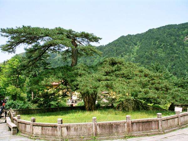 中国十大千年古树，你知道是什么吗？