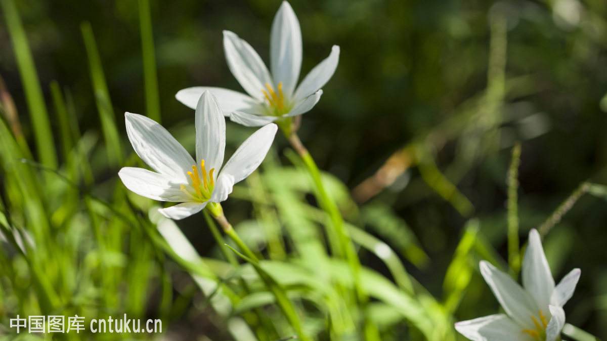 绌鸿胺浣充汉鍏拌姳璇存槑,绌鸿胺浣充汉鑺卞崏