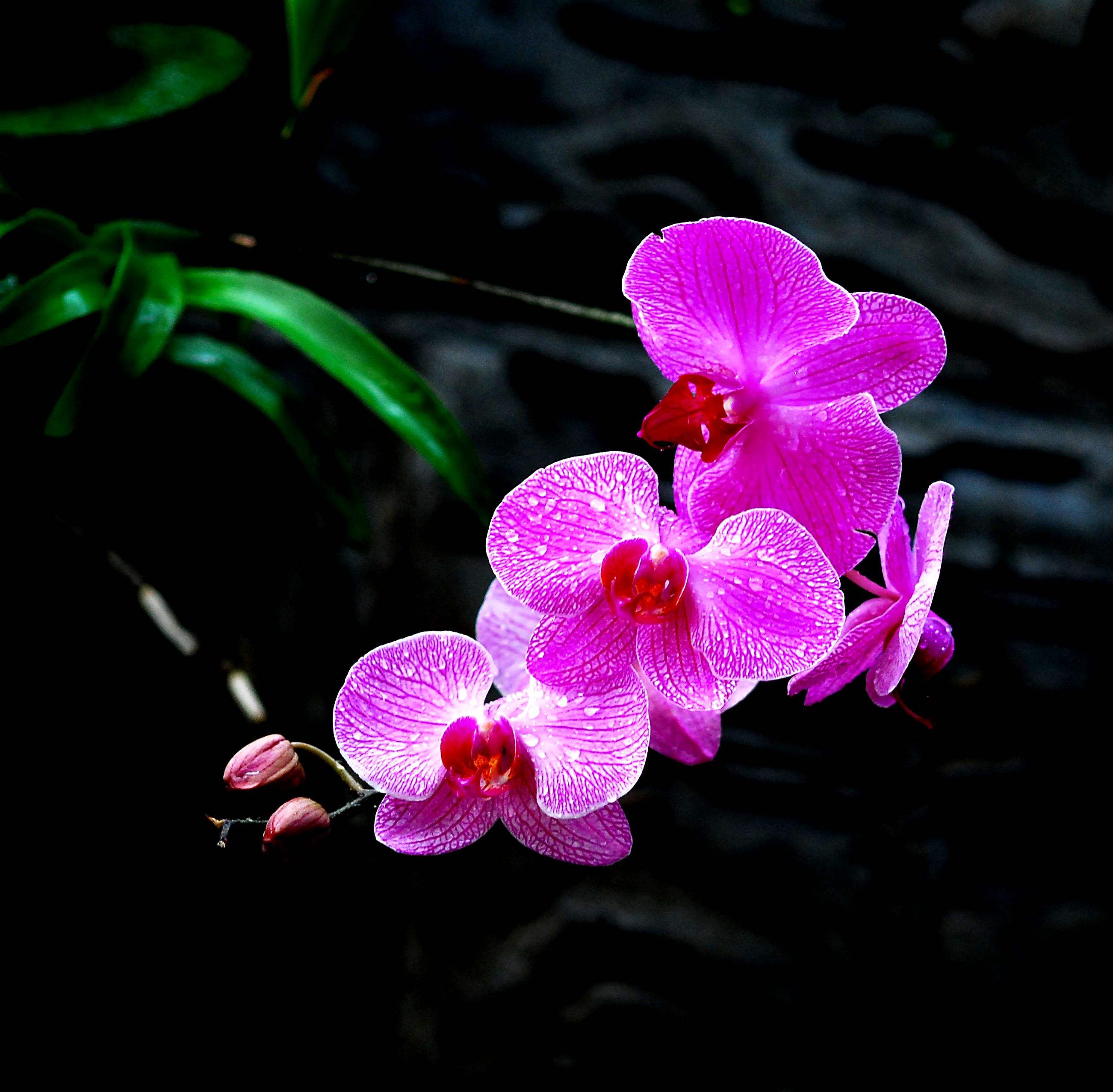 绌鸿胺浣充汉鍏拌姳璇存槑,绌鸿胺浣充汉鑺卞崏