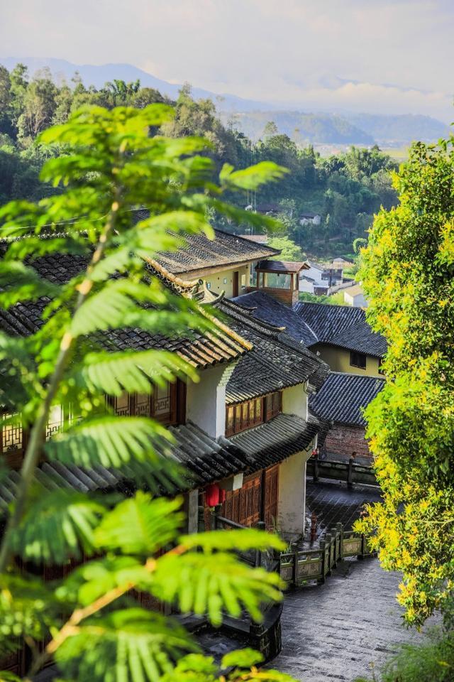 鑽疯姳鍙ら晣鑵惧啿,鑵惧啿鑽疯姳鍙ら晣