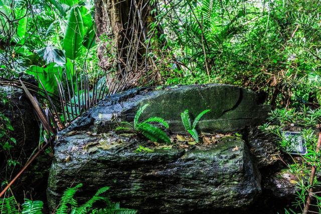 鑽疯姳鍙ら晣鑵惧啿,鑵惧啿鑽疯姳鍙ら晣