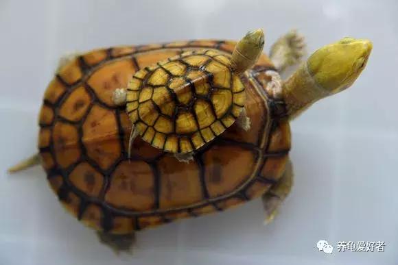 瑟瑟秋风之下，天气转凉，龟要怎样去照顾呢？
