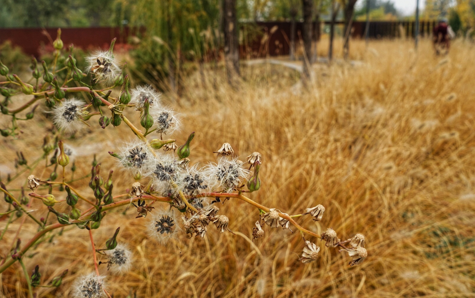 北京昌平金秋风景,昌平金秋周边一日游最佳攻略