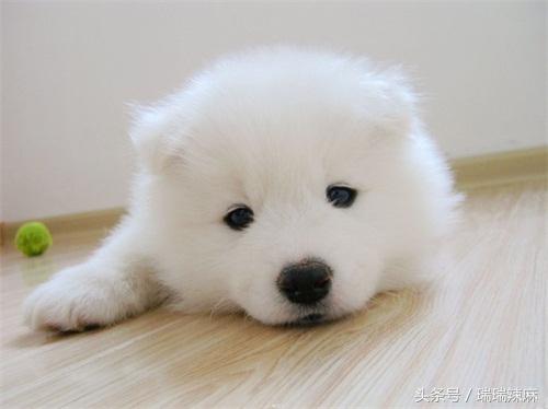 狗狗鼻子上长癣用什么药,狗狗癣菌皮肤病怎么治