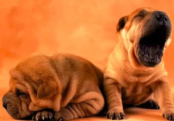 科学界公认狗狗致死9大杀手，你知道几个？