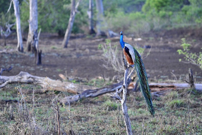 人文摄影斯里兰卡,锡兰风景