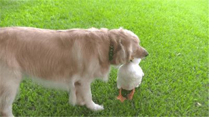 狗狗有异食癖吃什么驱虫,你家狗狗有什么怪癖