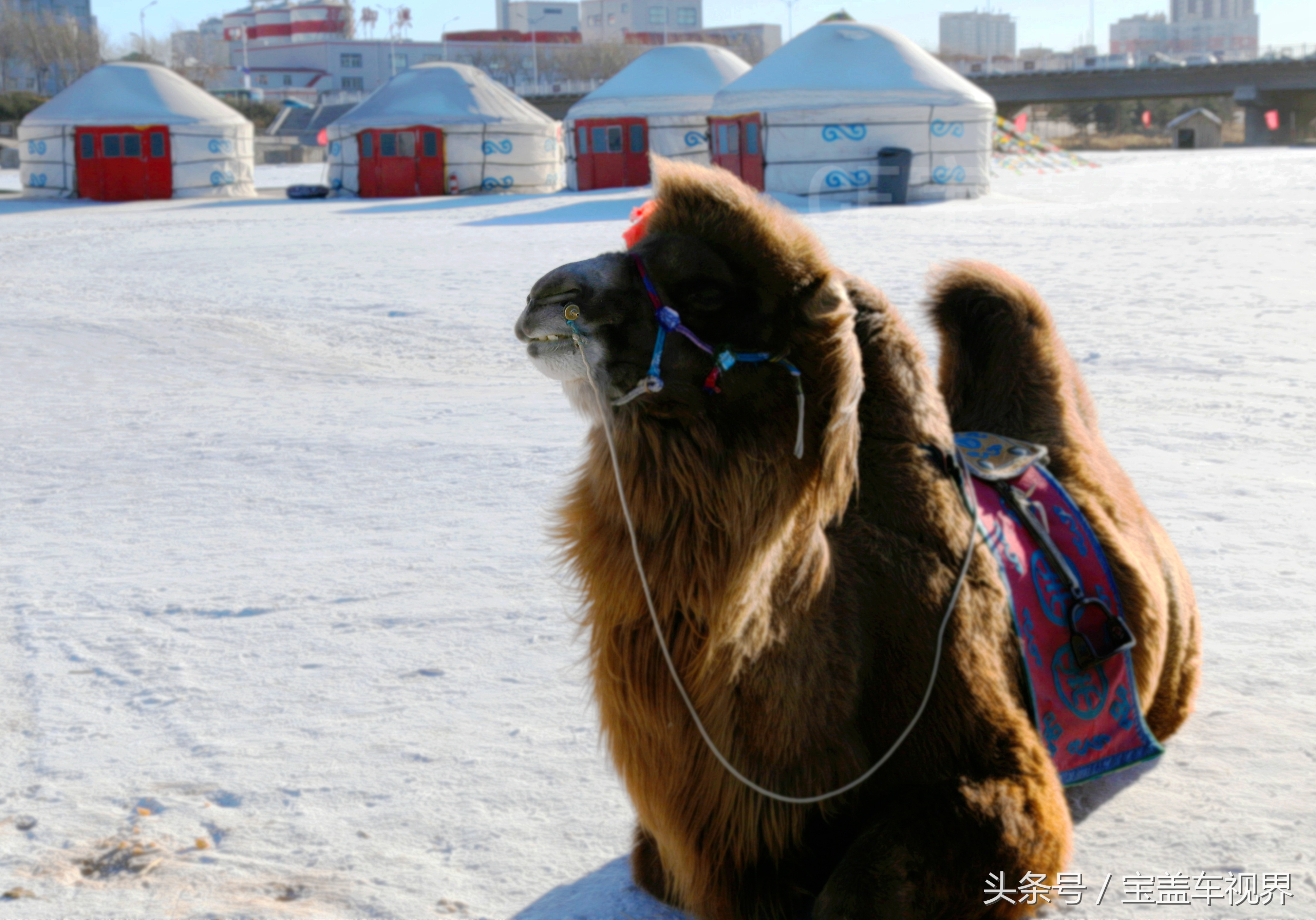 军营“驼倌”对“蒙古族养驼习俗”的亲身感受