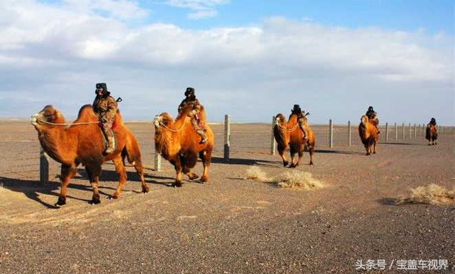 军营“驼倌”对“蒙古族养驼习俗”的亲身感受
