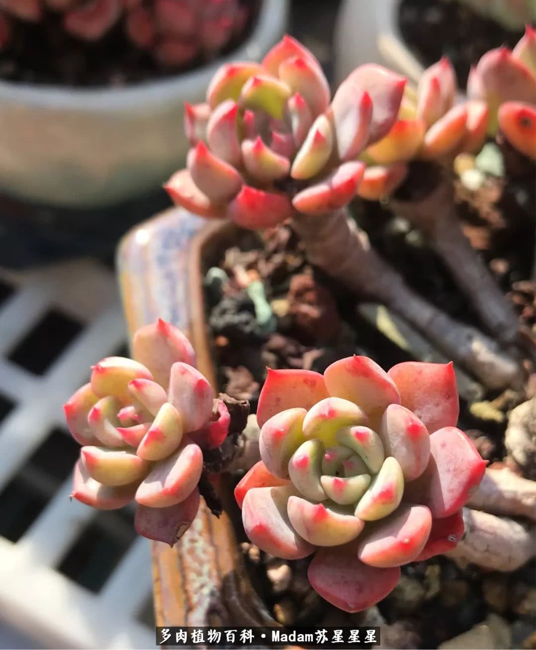 养多肉就是在不断折腾中寻找快乐,养多肉是我坚持做的最久的一件事