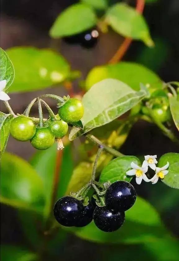 野菜功效,野菜功效介绍