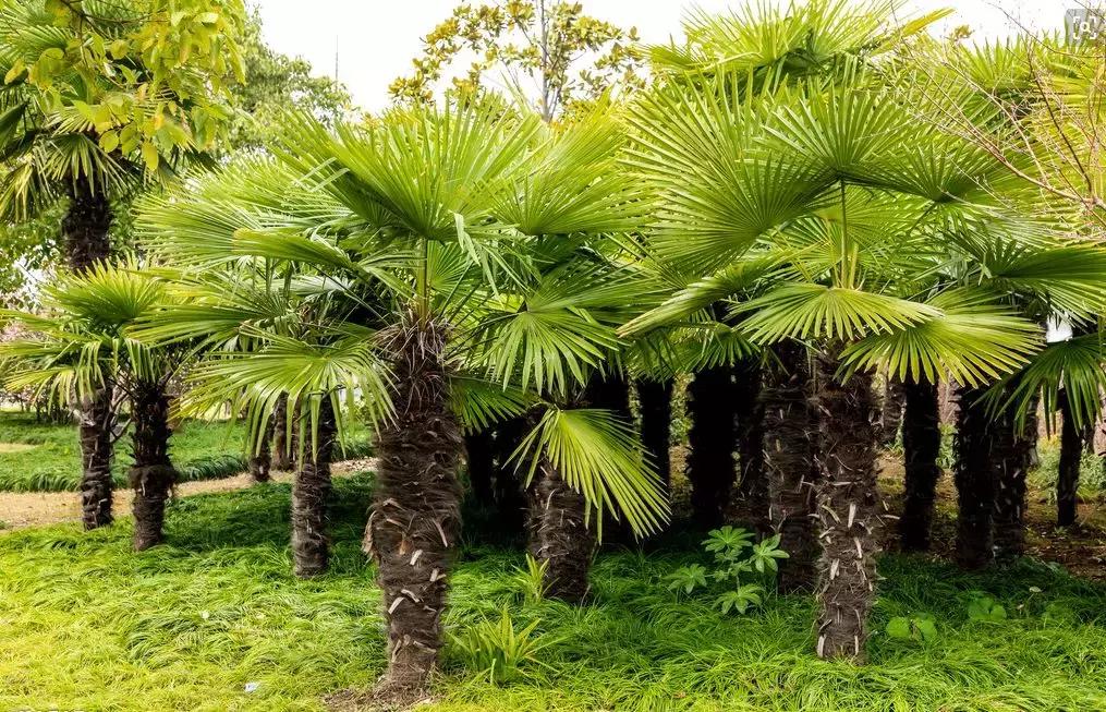 野菜功效,野菜功效介绍