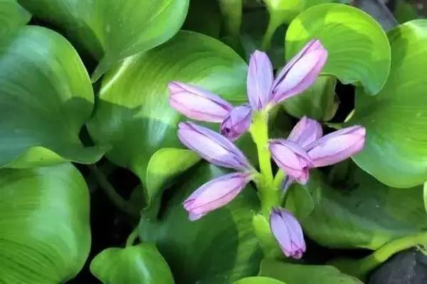 野菜功效,野菜功效介绍