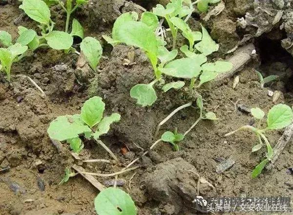 大白菜常见病害图谱,大白菜病害图解大全