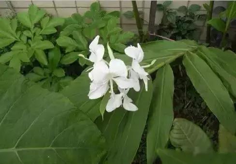 世界各国国花国鸟国树,世界各国的国花完整版