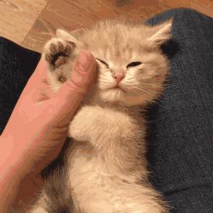 “如果被萌坏了,我帮你叫110救护车!”