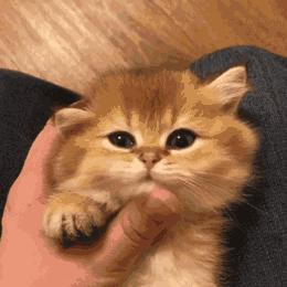 “如果被萌坏了,我帮你叫110救护车!”