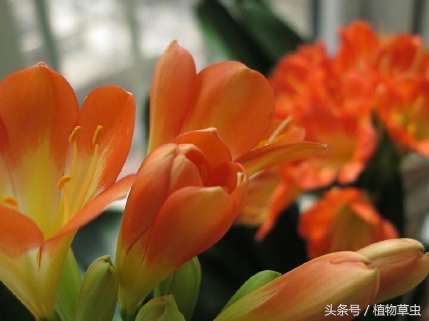 同样养护条件下有的君子兰不开花,君子兰开花后如何养护和管理