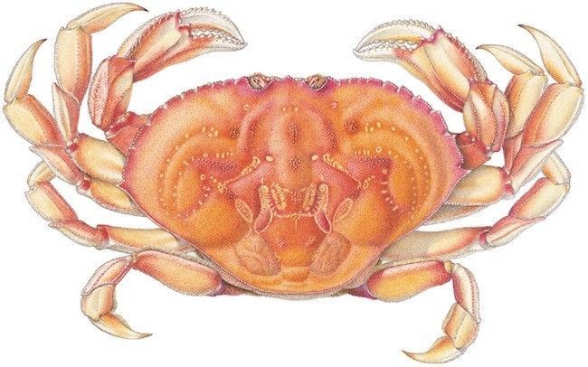 有公蟹更好吃的螃蟹吗,比帝王蟹还要好吃的十种螃蟹