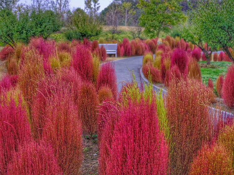 看看粉黛乱子草有多惊艳,粉黛乱子草被踩秃