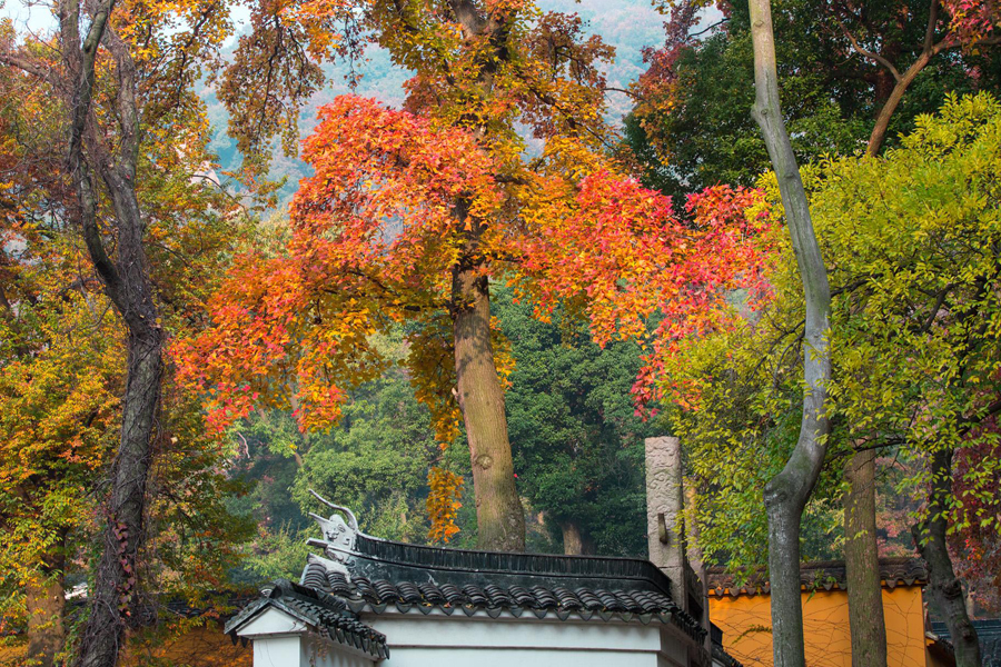苏州天平山赏枫叶最佳地点,灵白线天平山全程路线详解