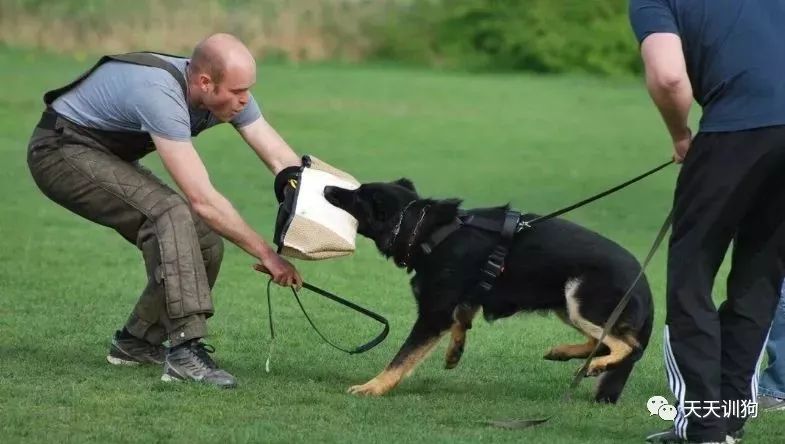 分享一些训犬护主的小技巧,训犬护食纠正