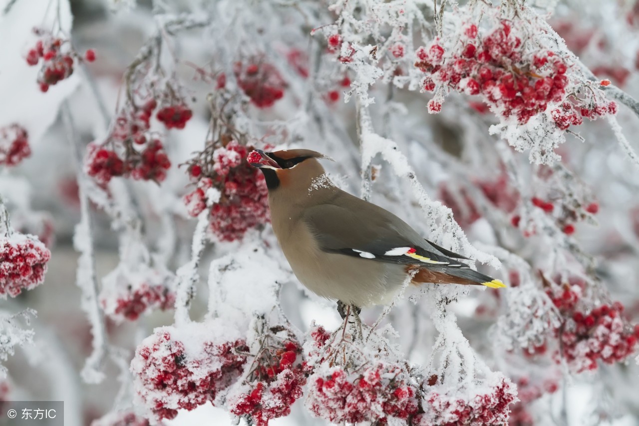 百乐门那些趣事,百乐门怀旧经典