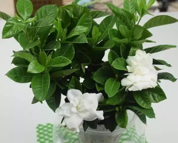 水培植物怎么养不会烂根叶黄,水培植物怎样养长得快又好养