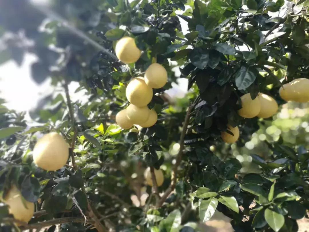 宣恩县县长宣传贡水白柚,恩施宣恩贡水白柚