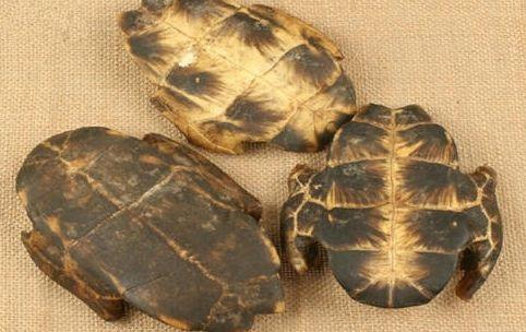 荆芥药性适合肾阴虚患者吗,肾阴虚中药治病配方大全