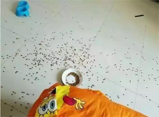 泰迪拒食,泰迪挑食不吃狗粮怎么办呢