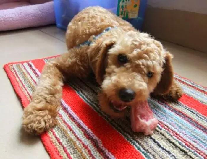 泰迪挑食不吃狗粮饿了三天吐黄水,8个月泰迪挑食不肯多吃怎么办呀