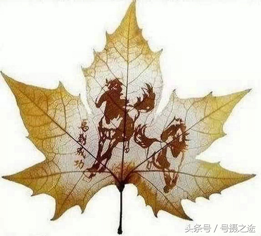 一叶一菩提禅境欣赏,一叶一菩提一窗一风景