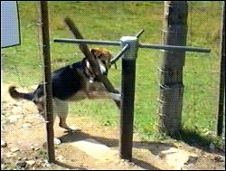 狗狗喜欢叼猫咪屎,狗狗喜欢叼自己的粑粑到碗里