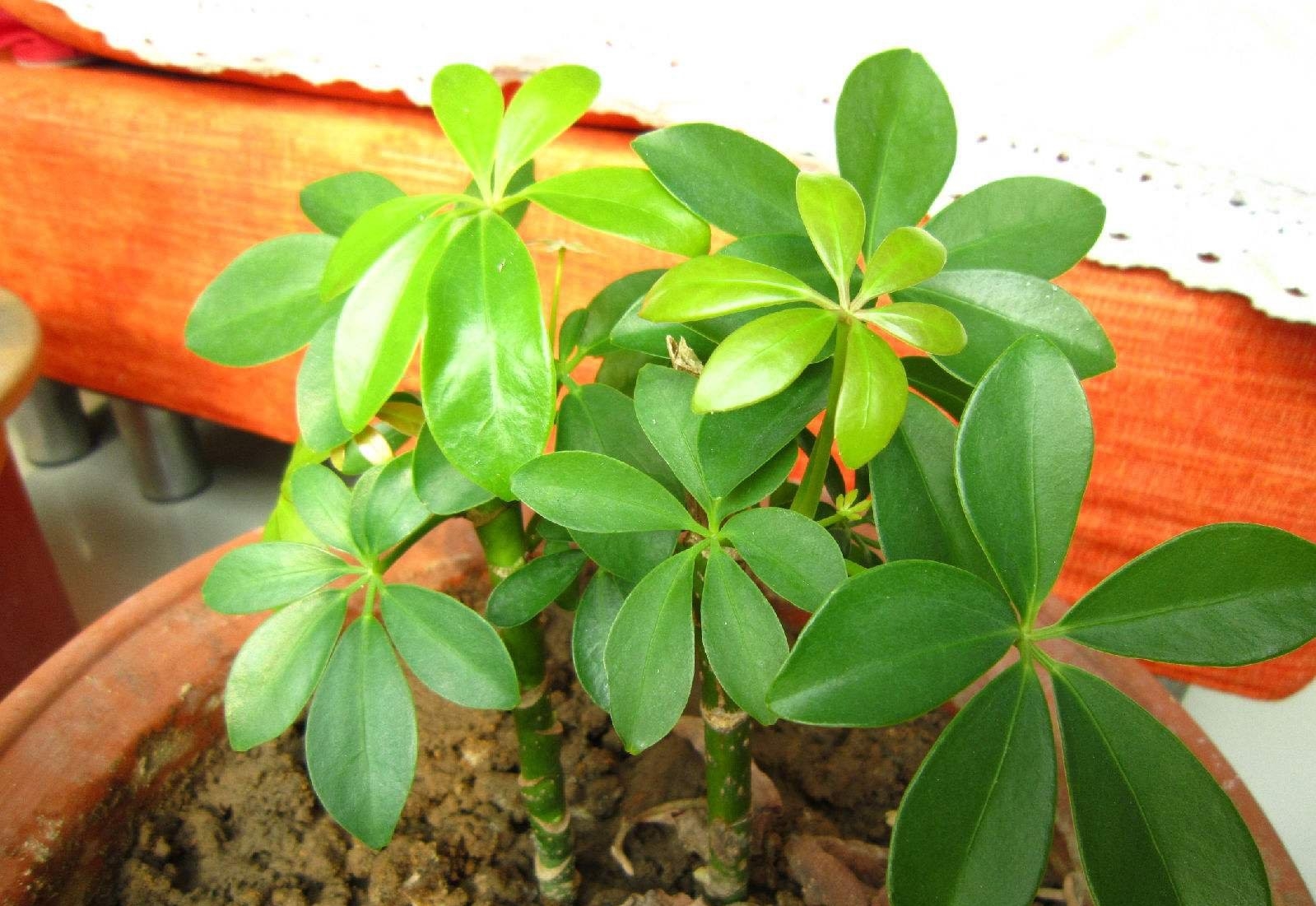 鸭掌木发财树怎么养才能更旺盛,鸭脚木发财树叶子发黄怎么办