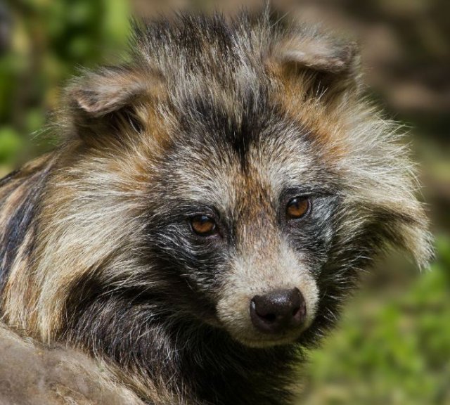 男子路边叫卖这种动物，还说味道鲜美，结果记者调查发现……