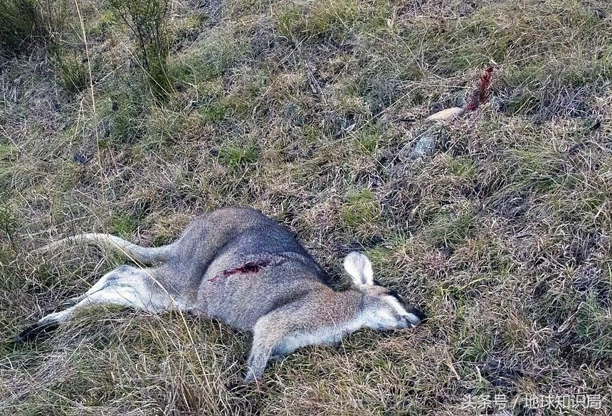 袋鼠可以吃桉树叶吗,袋鼠可以吃番茄吗