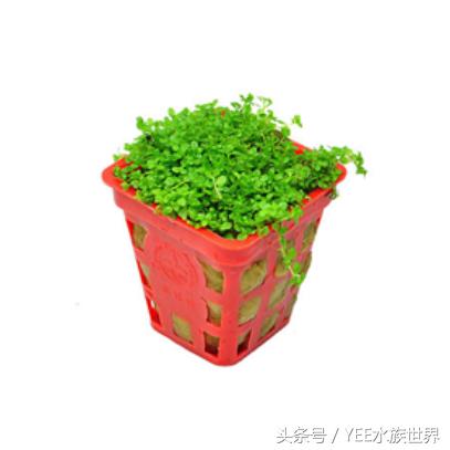 矮珍珠养护注意事项,矮珍珠草坪造景