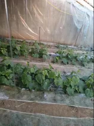 如何科学区分和防治黄瓜病害