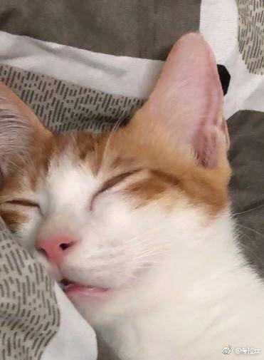 那些宠物的奇葩睡姿,最奇葩的宠物睡姿图