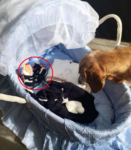 怀孕官宣模板长视频,怀孕官宣模板可爱