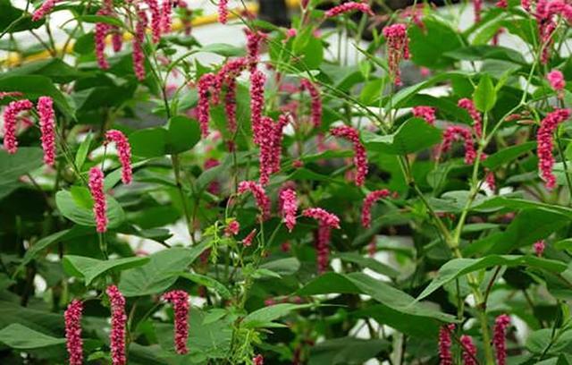 乡间路边常见的野草竟有如此功效,一种不起眼的野草很多人都没见过