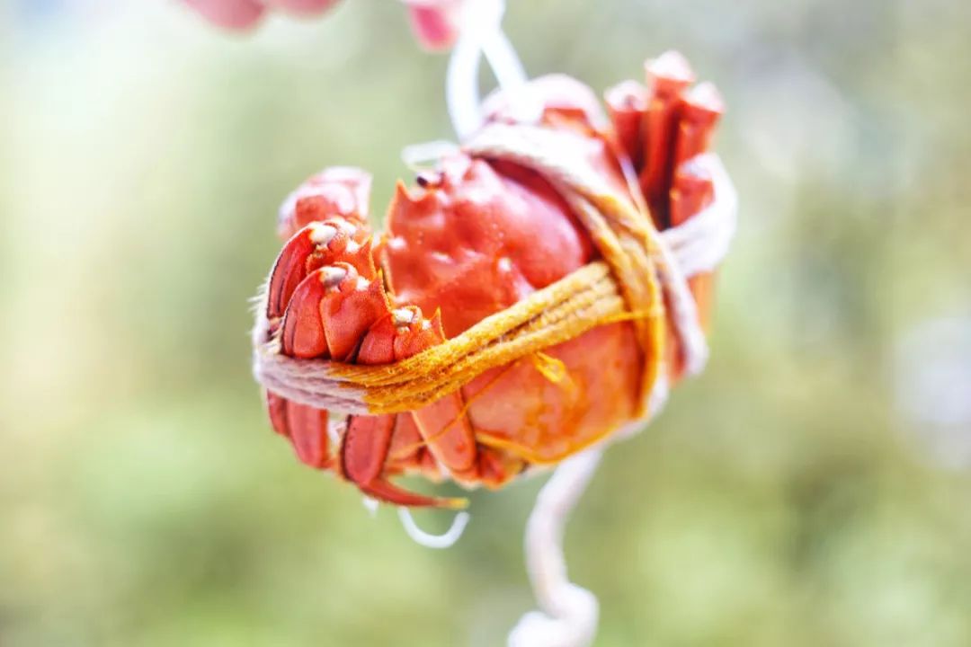 品尝清蒸大闸蟹公蟹和母蟹,清蒸大闸蟹前蟹需要处理吗